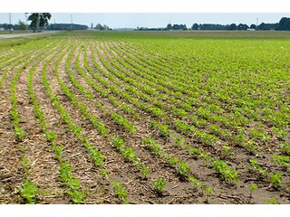 Property photo 49 - LAND AUCTION - 700+/- ACRES OFFERED IN 16 TRACTS IN ALLEN COUNTY, INDIANA
